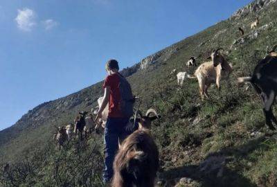 На севере Испании волки напали на пастуха - noticia.ru - Испания