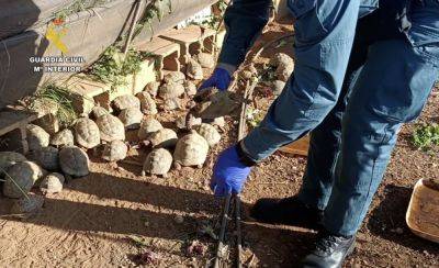 У жителя Валенсии дома нашли 229 черепах - noticia.ru - Испания - Валенсия