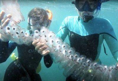 Туристам в Испании не стоит ловить медуз - catalunya.ru - Испания