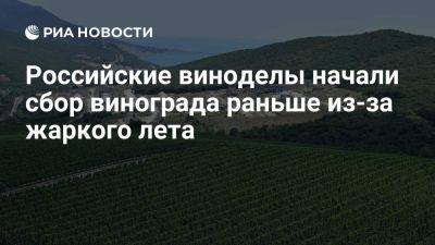 Винодельня "Дербент вино" начала сбор винограда раньше из-за жаркого лета - ria.ru - Россия - Испания - Франция - республика Дагестан