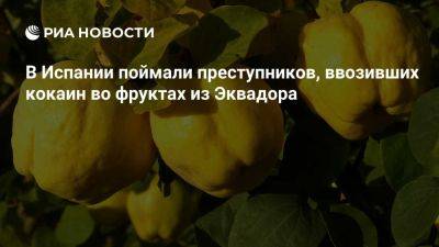 В Испании ликвидировали преступную сеть, ввозившую кокаин во фруктах из Эквадора - ria.ru - Испания - Мадрид - Эквадор