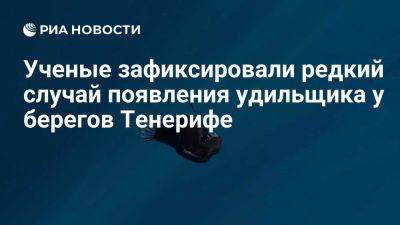 Ученые зафиксировали редкое появление удильщика-морского черта у Тенерифе - ria.ru - Россия - Испания - Мадрид - Тенерифе